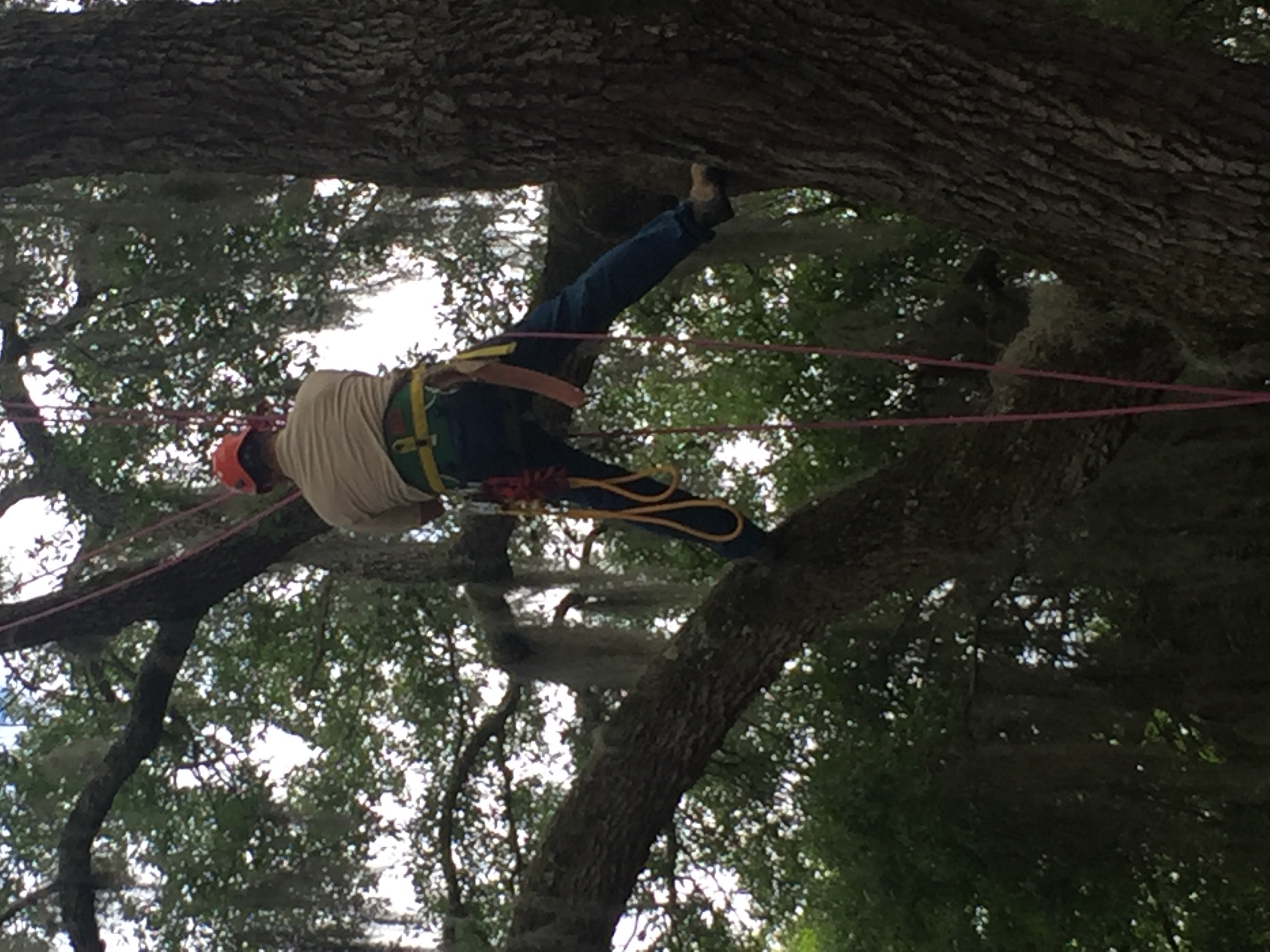 Certified arborist pruning a tree's branches
