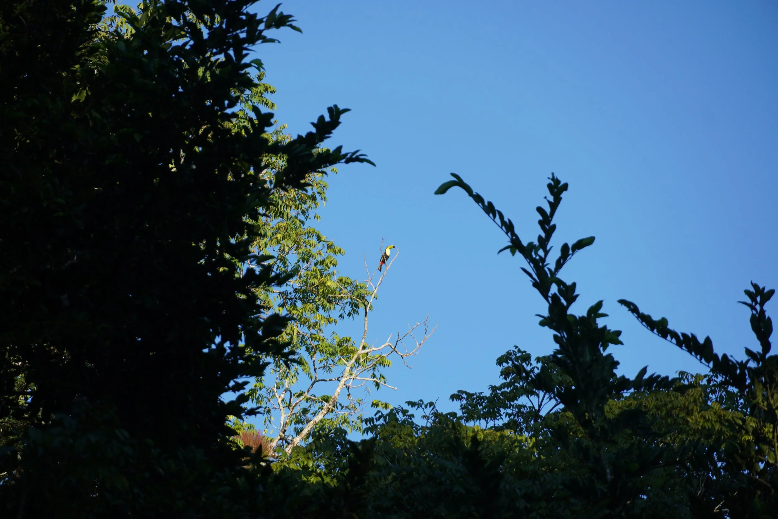 A Tucan bird sits high on a branch in the Peten Guatemala