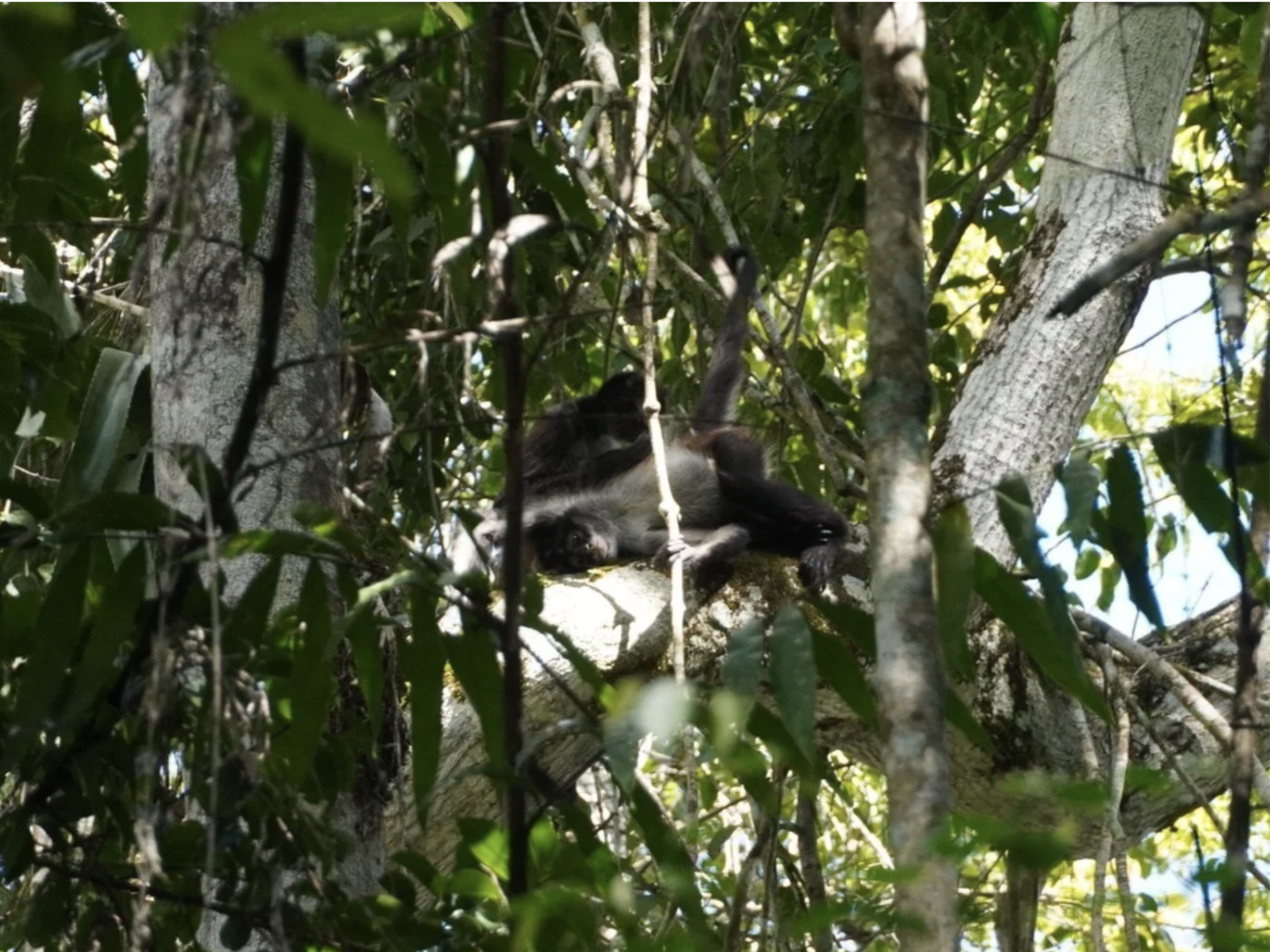 Sustainability in Guatemala is scene through preservation of jungles and monkeys