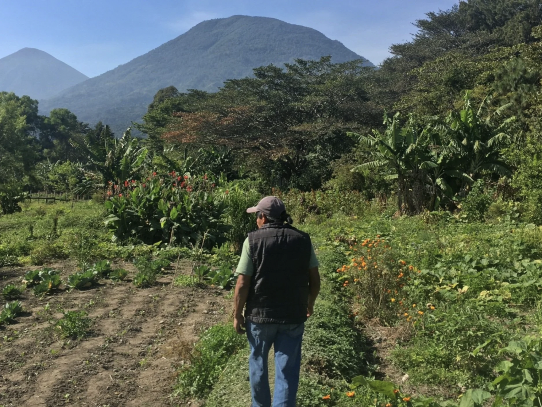 A man is walking on a sunny day on his permaculture farm that practices sustainability in Guatemala.