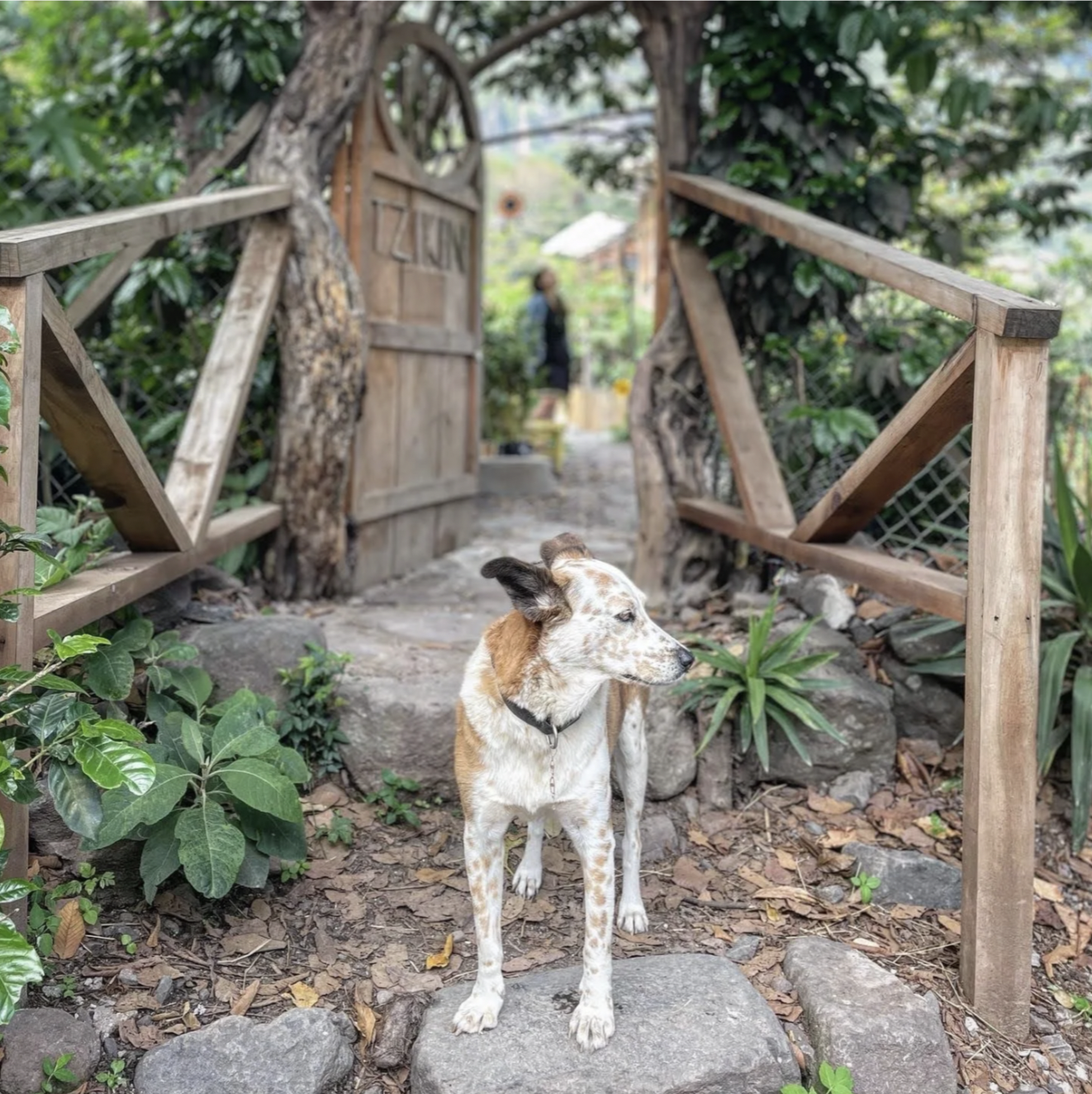 A white and brown dog is standing at the entrance to a permaculture farm in Guatemala looking very happy and cute.