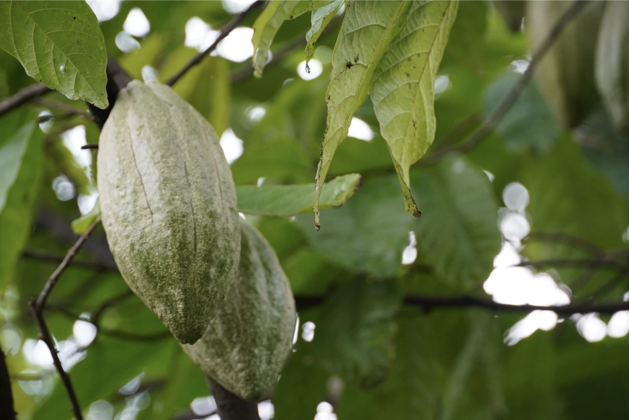 A young cacao pod hangs in a tree from the branch, and is the first stage of the chocolate making process from bean to bar.