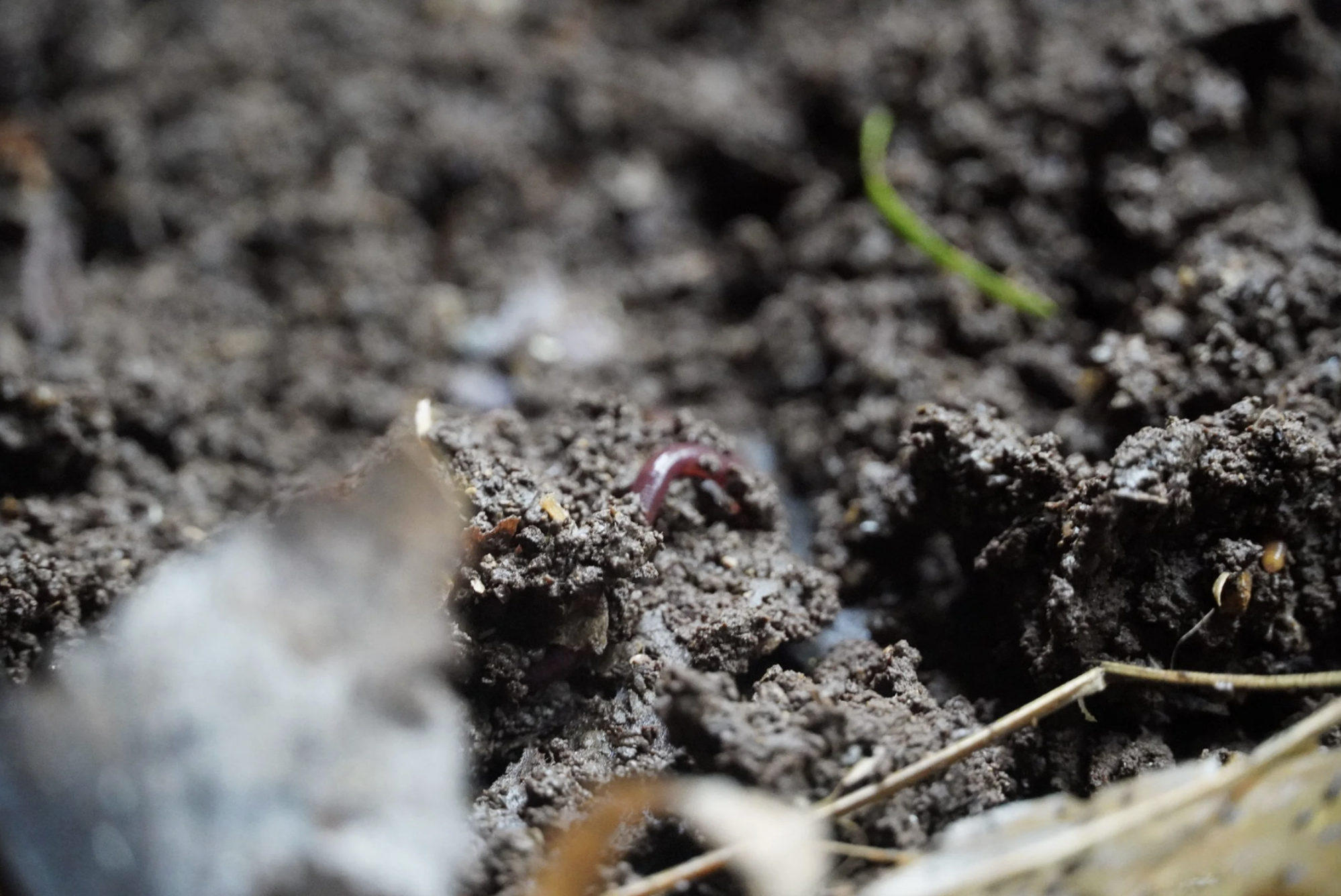 Healthy soil with a worm in it showcases the ideal growing conditions for cacao trees.