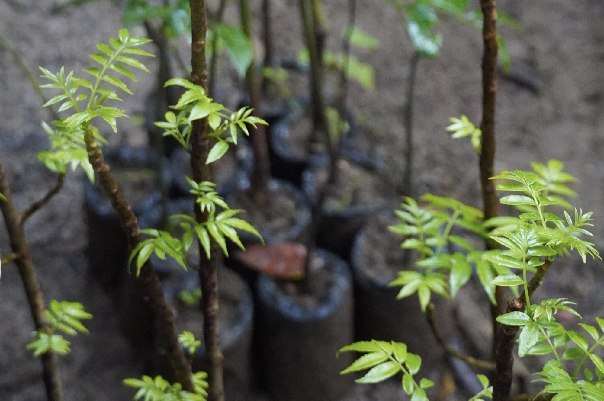 A few baby cacao seedlings before planting on a chocolate farm in Guatemala.