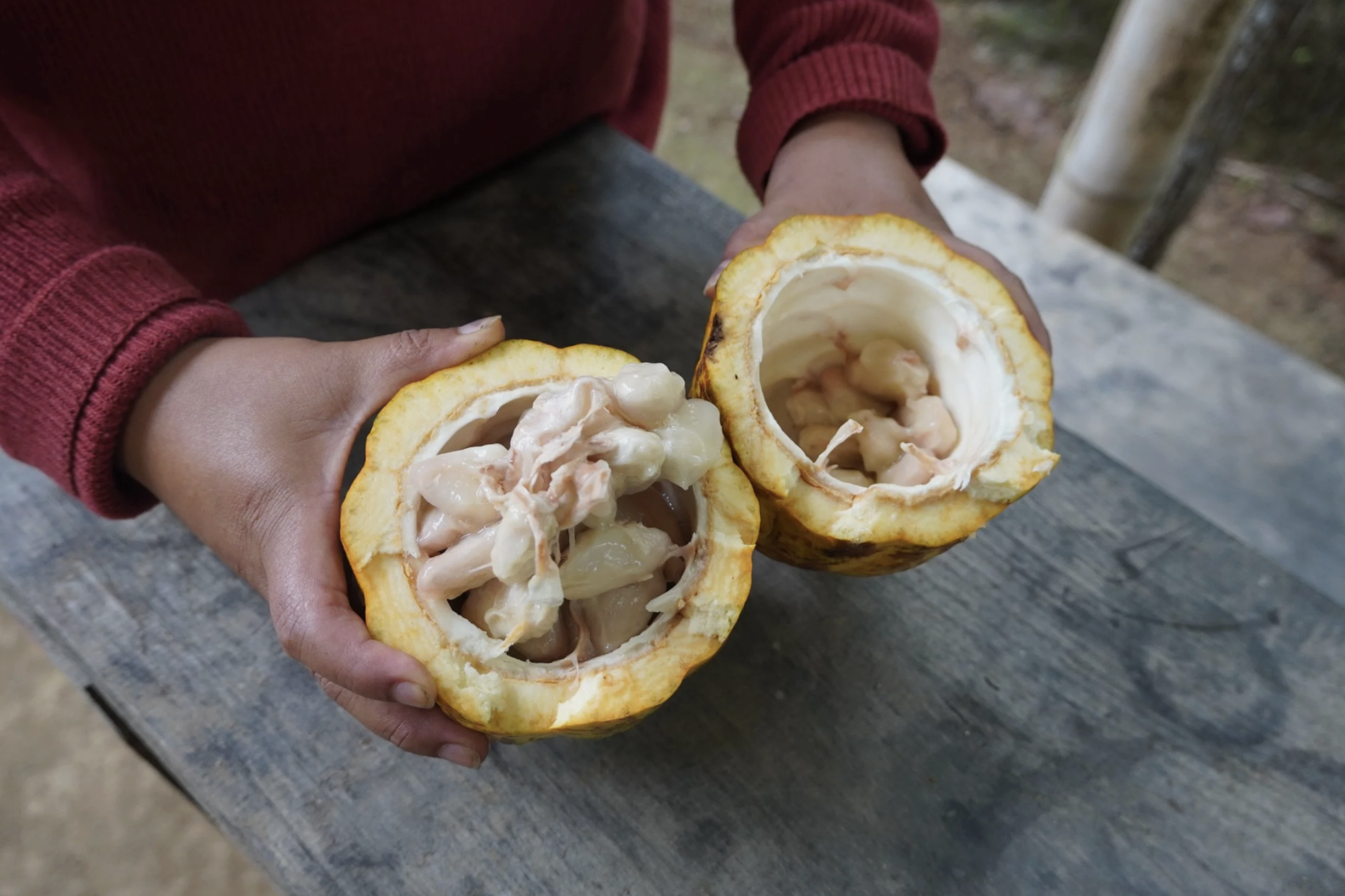 A woman holds open a cacao pod with seeds for the chocolate making process from bean to bar