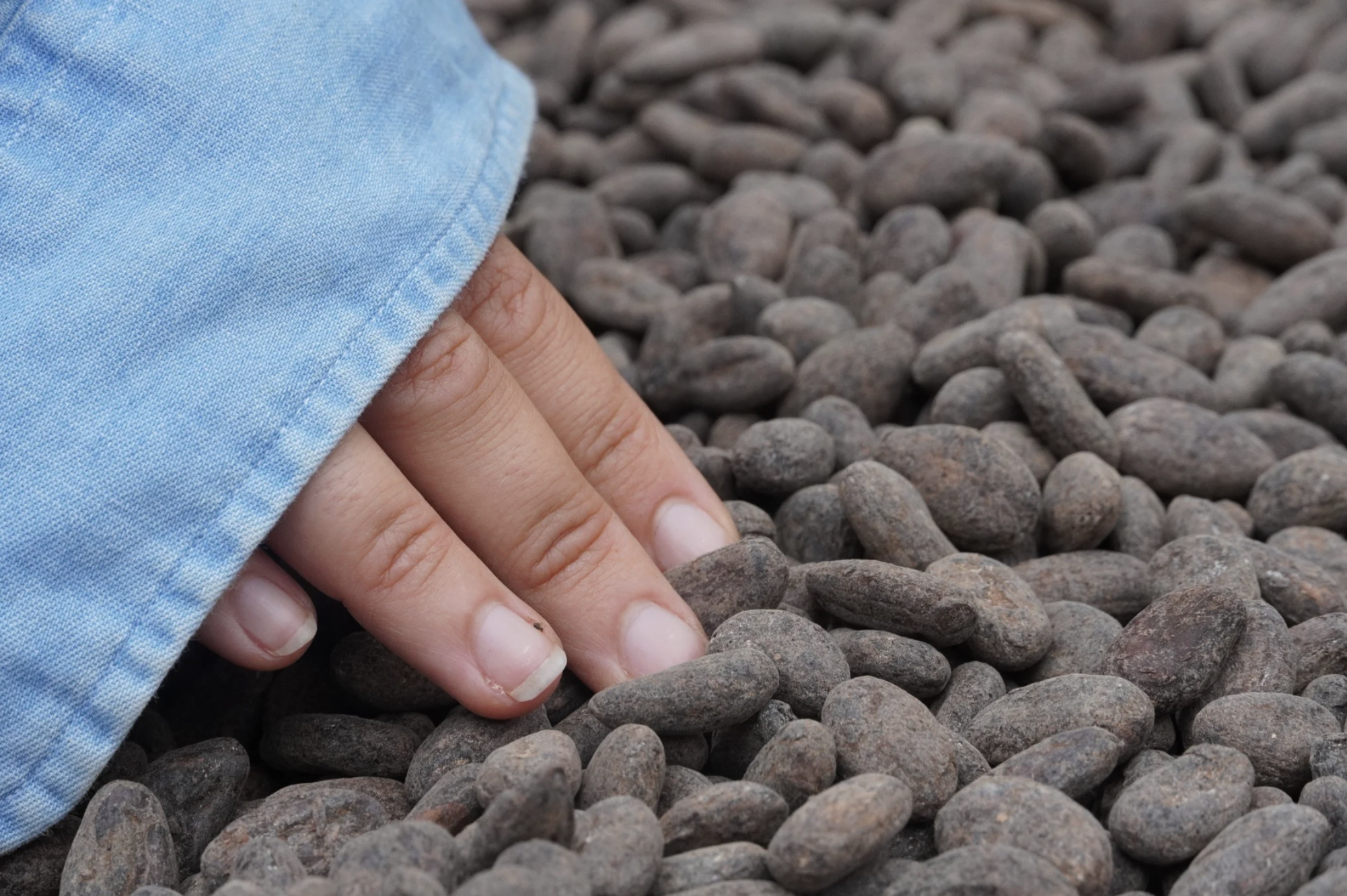 A hand touches dried cacao beans on a farm in Guatemala during the chocolate making process from bean to bar
