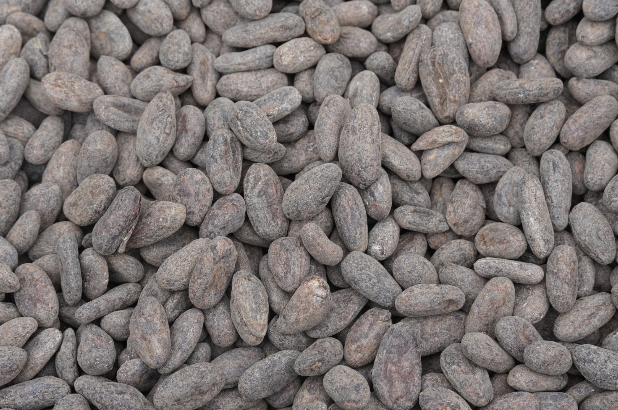 An image of a bunch of dry roasted cacao seeds that are ready for the chocolate making process from bean to bar