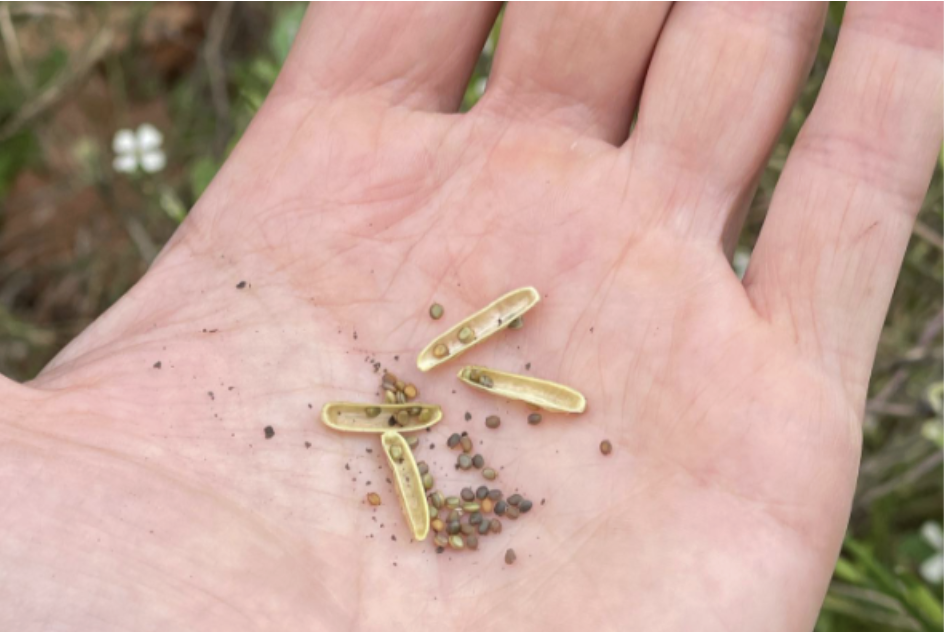 An open hand shows a little pod broken open with several dozen seeds on a farm tour on permaculture Guatemala.