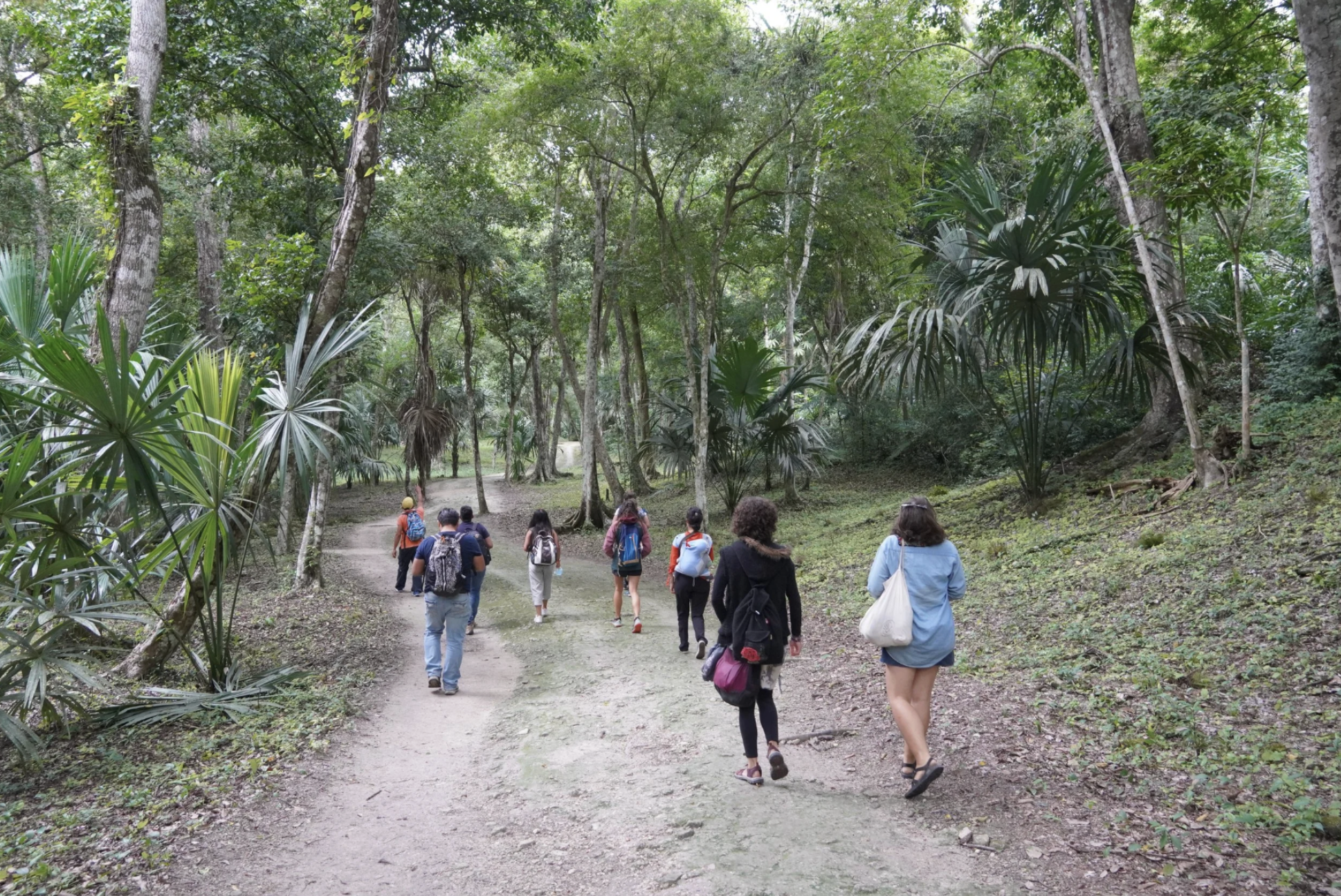 A tour group is walking through the Peten region of Guatemala toward the ancient mayan ruins in the jungle