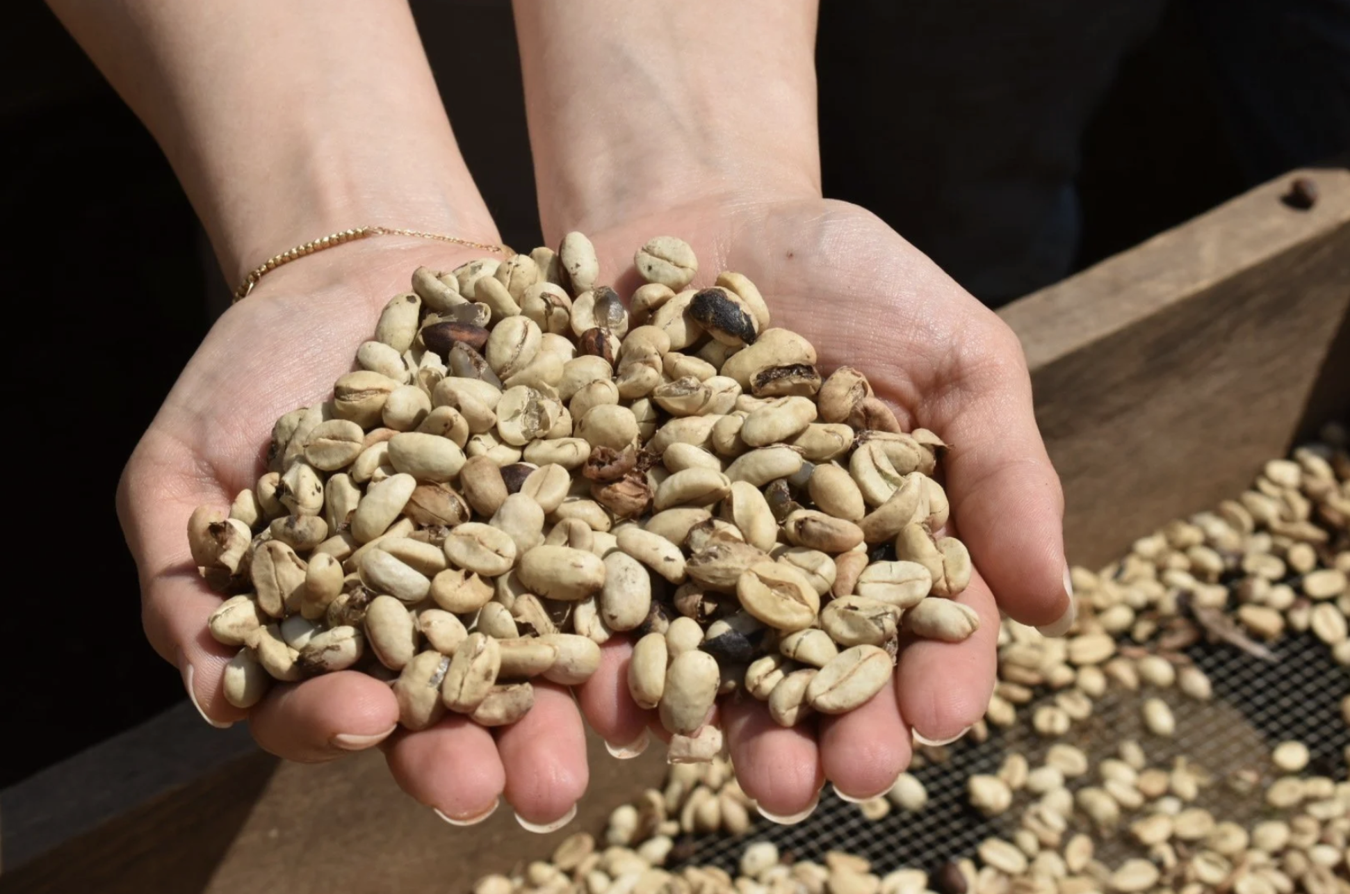 Two hands are holding a big heap of dried coffee beans at a coffee farm that's benefited from Microfinance in Latin America.