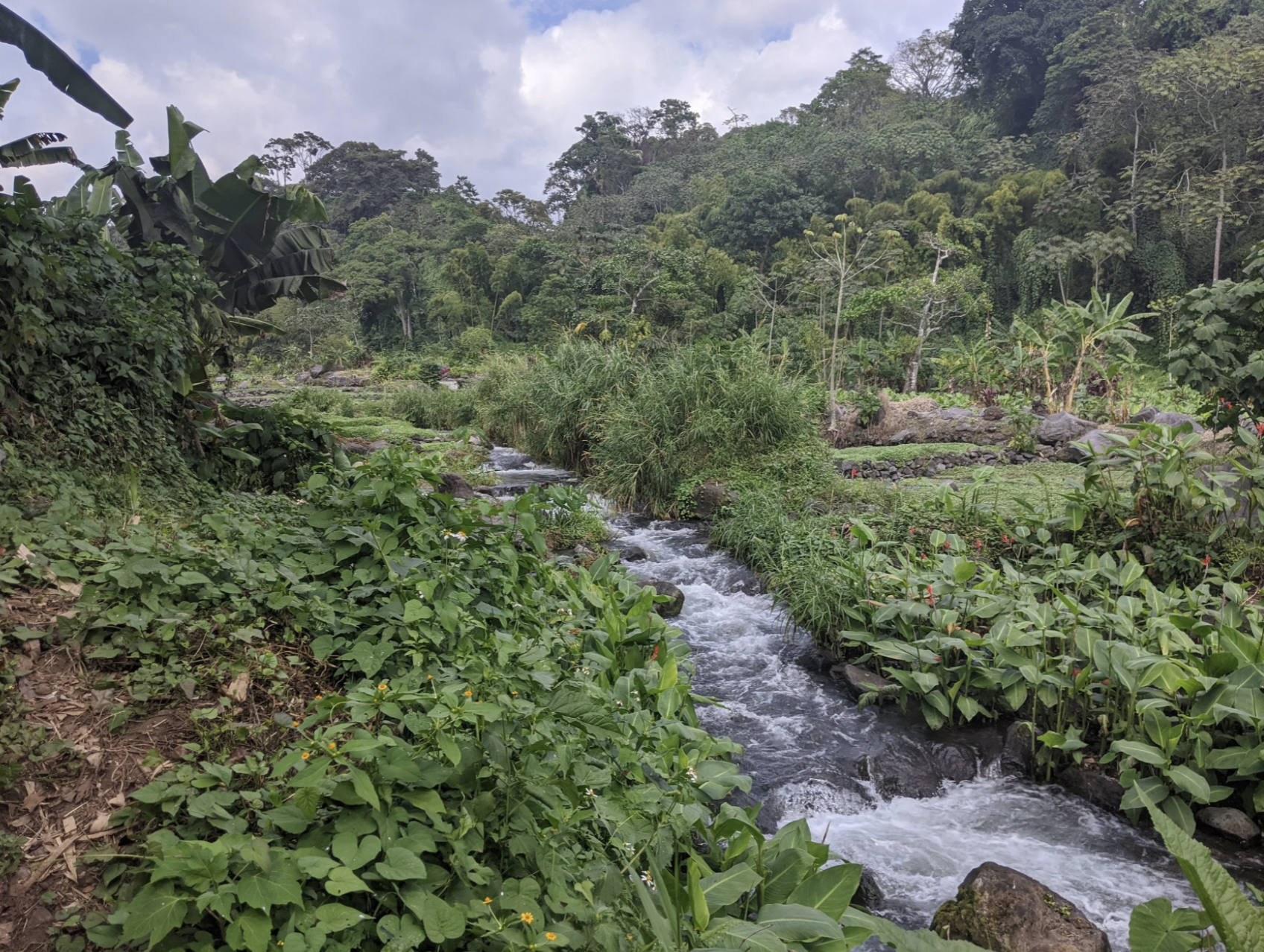 A beautiful small river runs through a green natural setting in Guatemala, the Land of Eternal Spring.