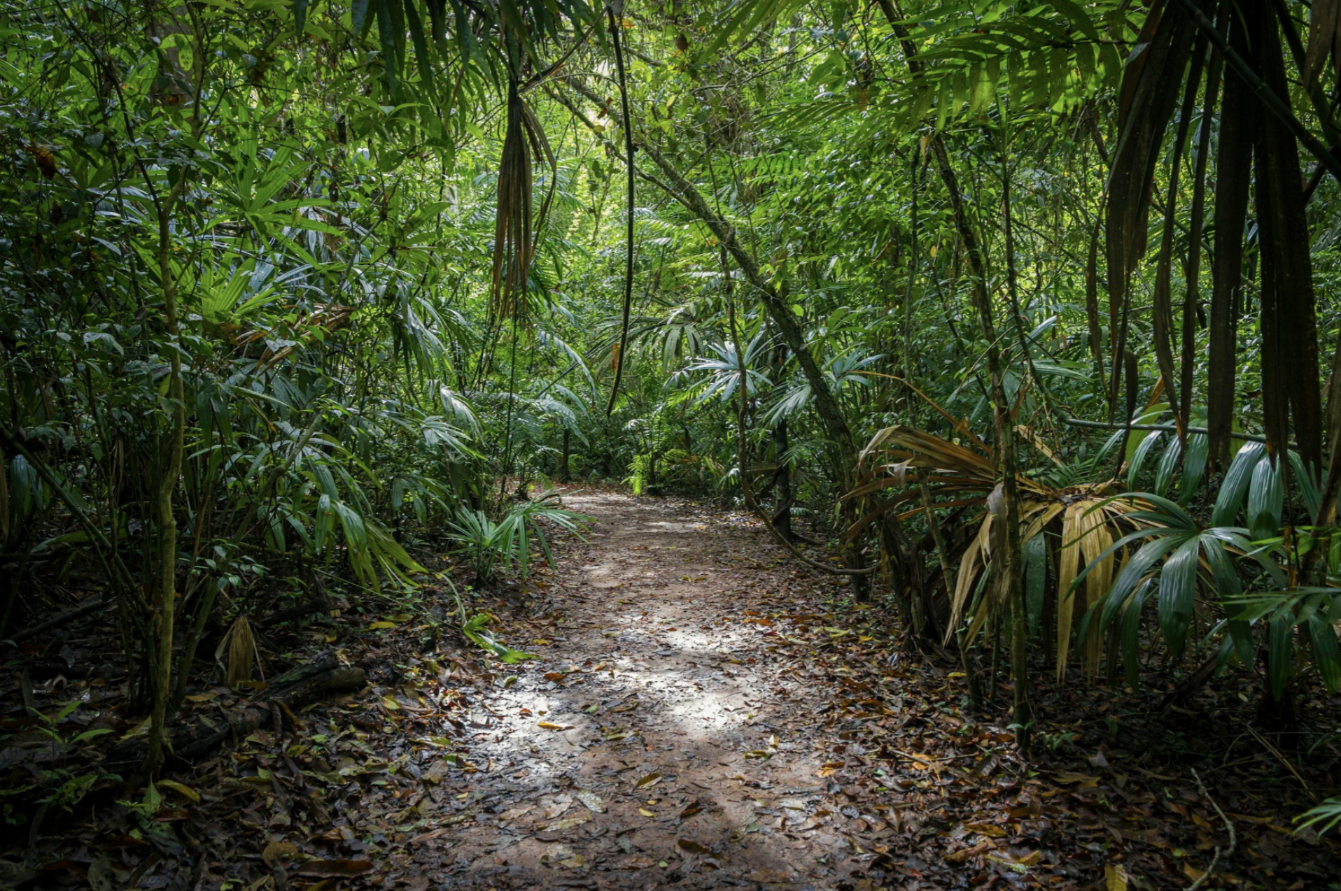 A path in the woods in Guatemala, the Land of Eternal Spring