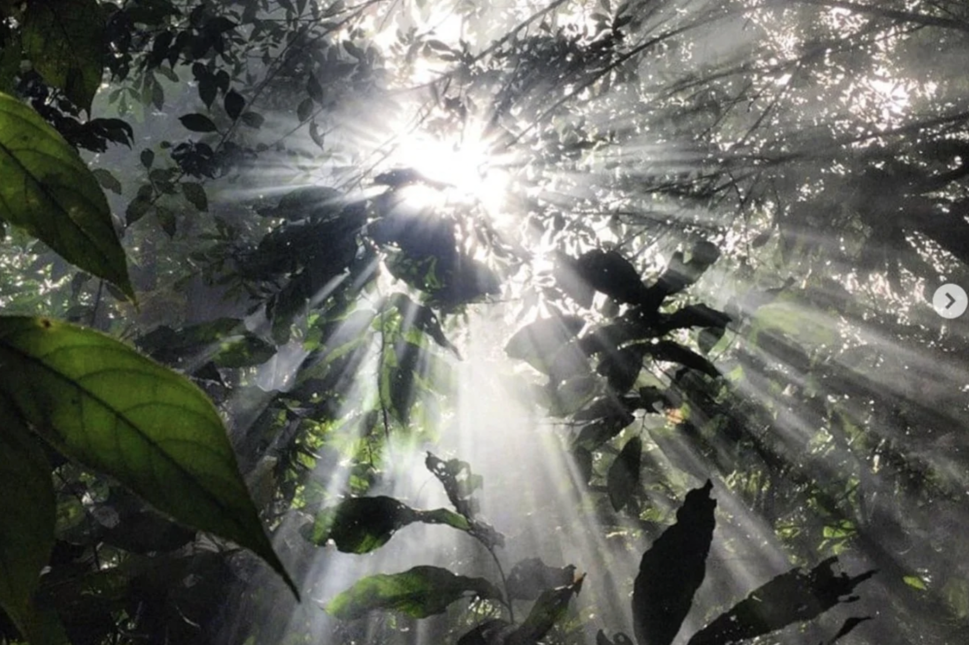 Light rays are coming through the trees in the jungle of Guatemala, the Land of Eternal Spring