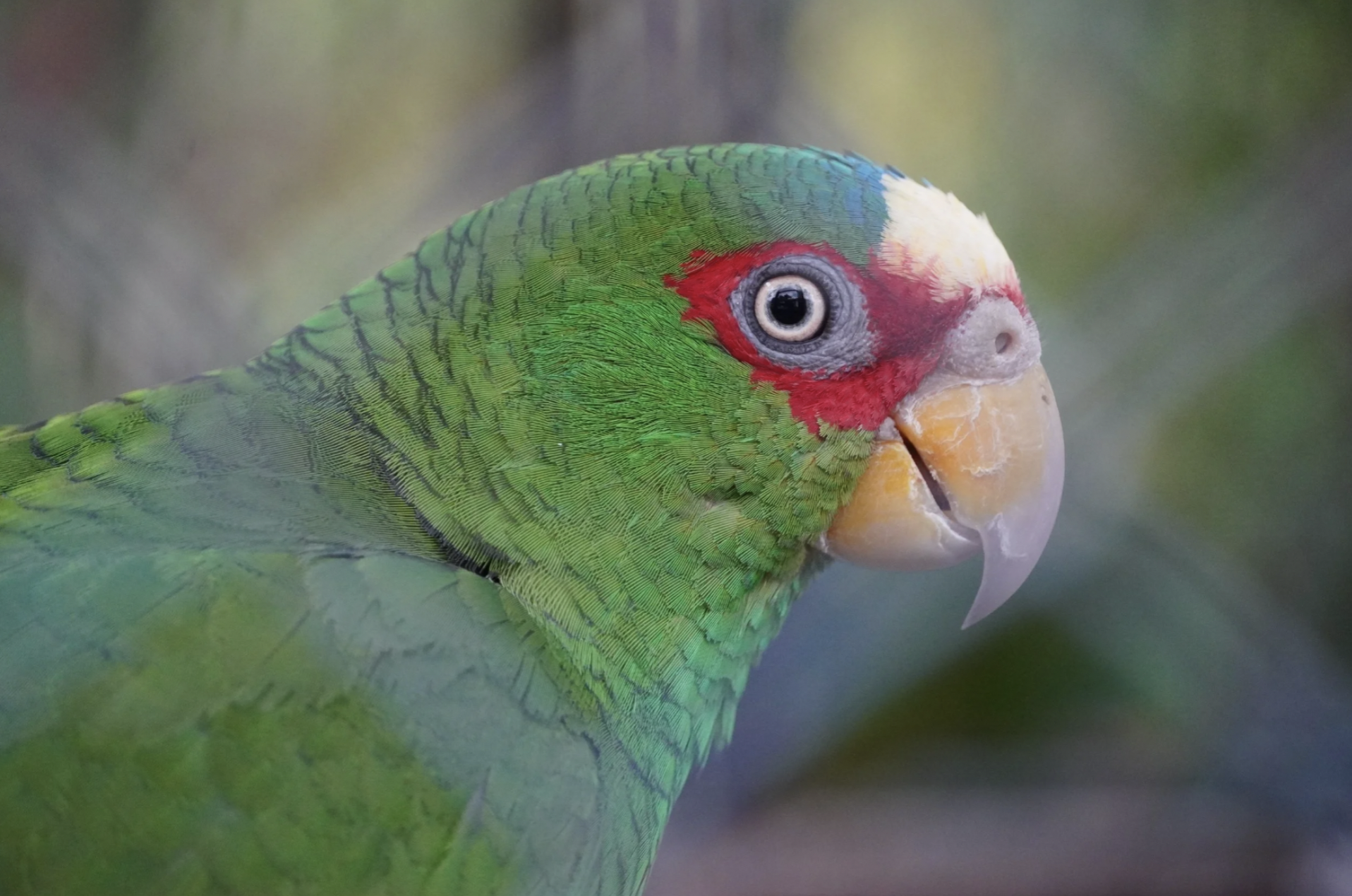 A close up photo showing the pretty details of a tropical bird in a forest during the seasons of Guatemala.