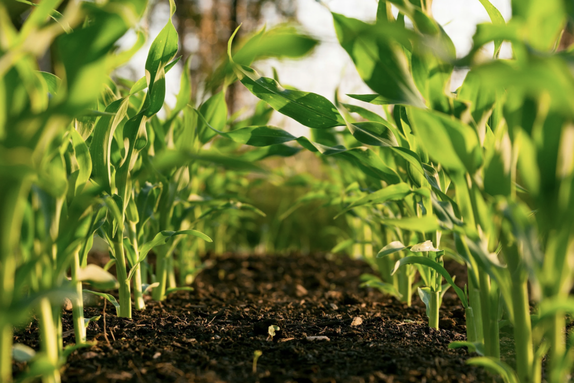 Brown soil with green plants popping up in an article about sustainable solutions in Guatemala