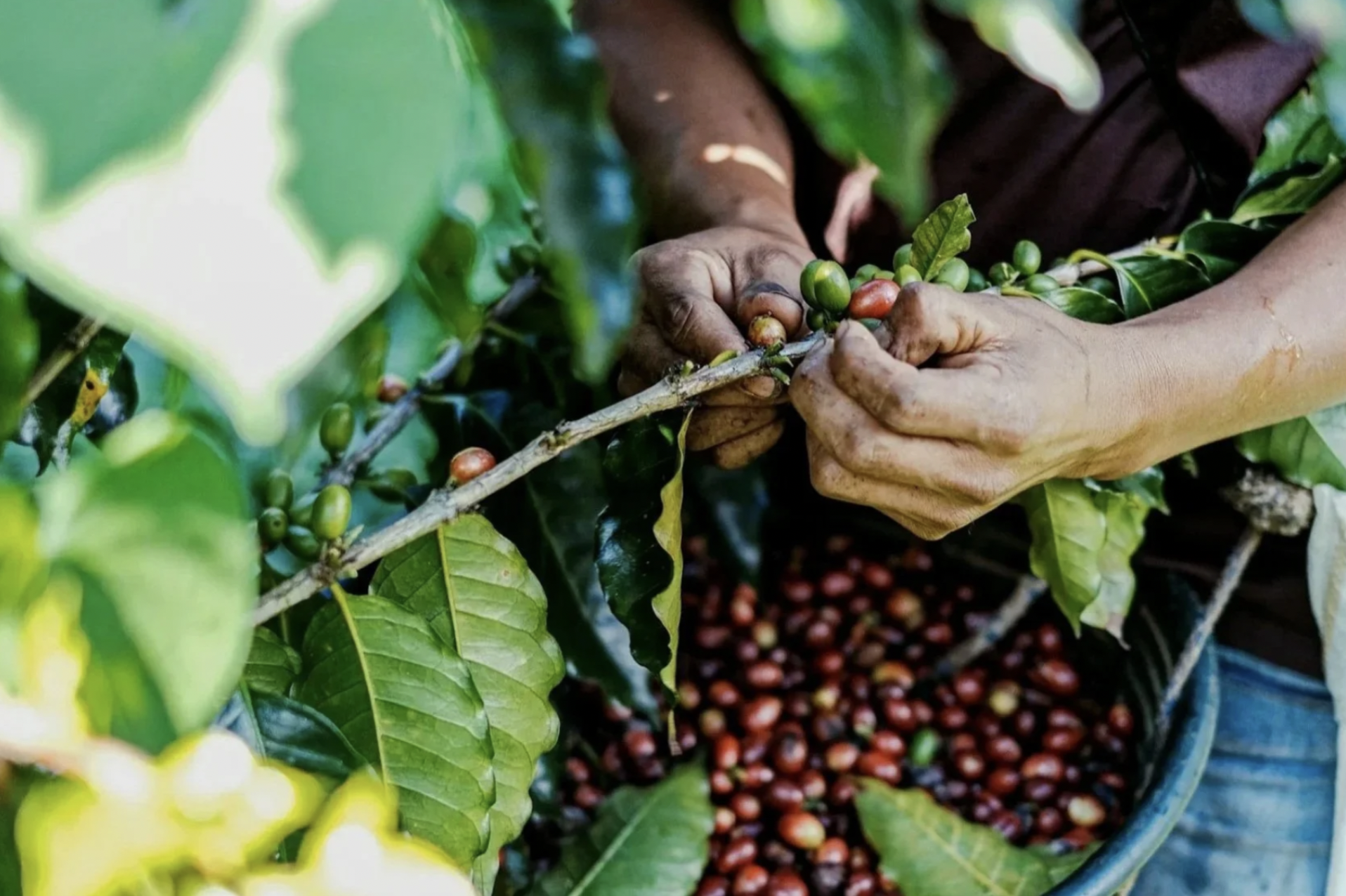 A person is harvesting coffee beans for sustainable solutions in business in Guatemala