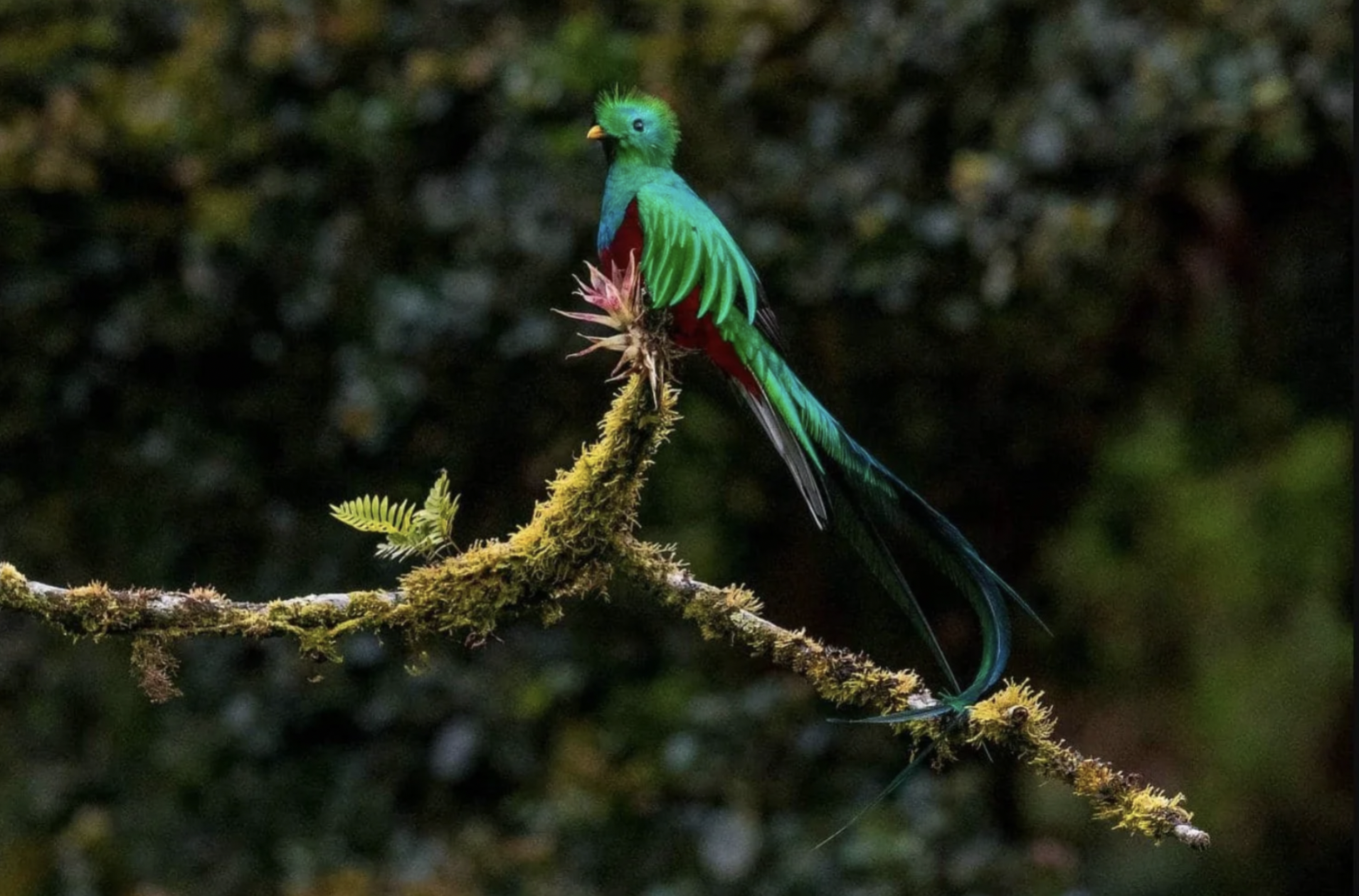 The green quetzal bird is on a branch in the jungle of Guatemala