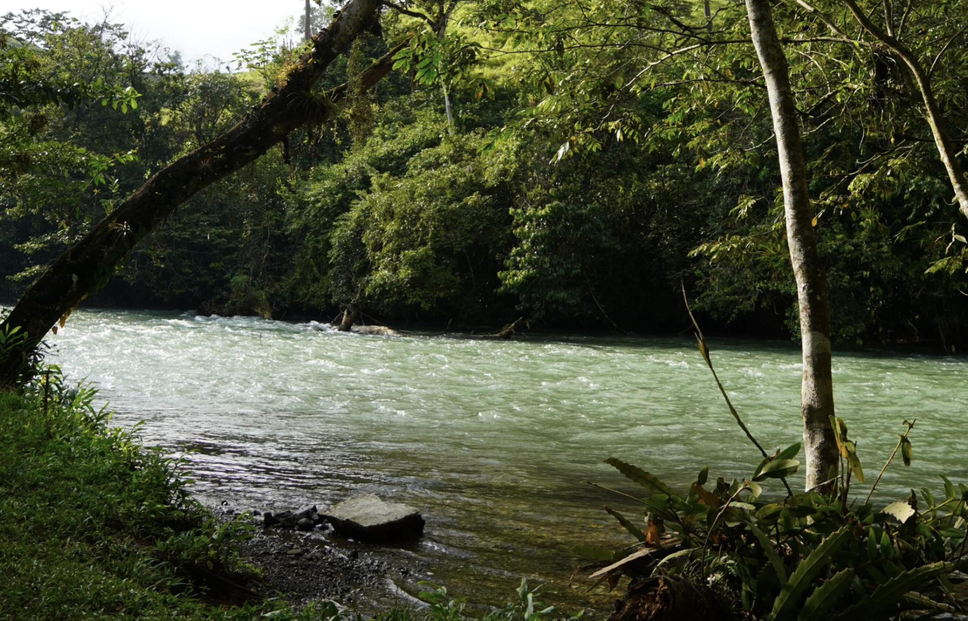 Riverside in the jungle of Alta Verapaz Guatemala