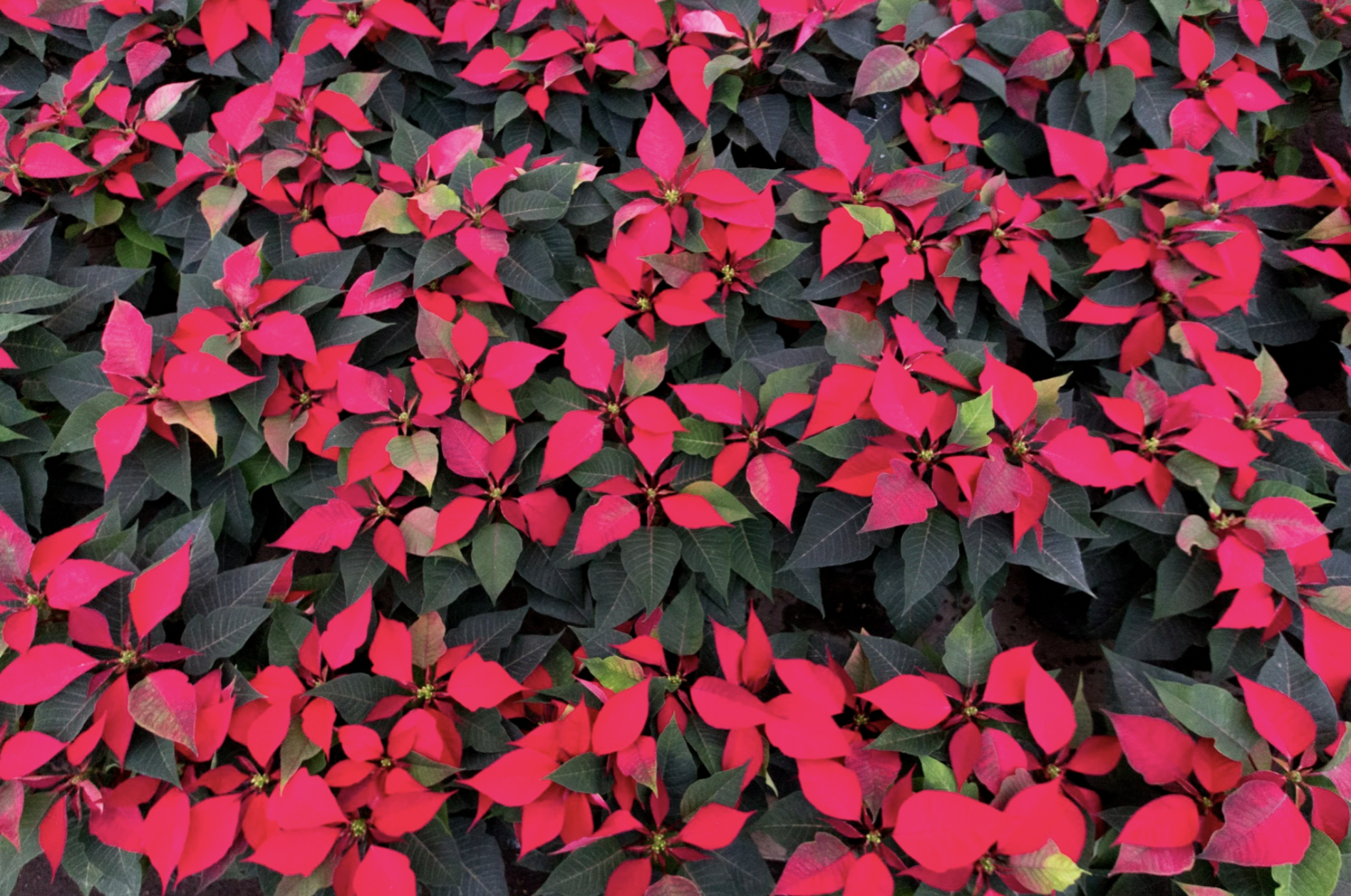Festive red poinsettias and greenery for the holidays in Guatemala