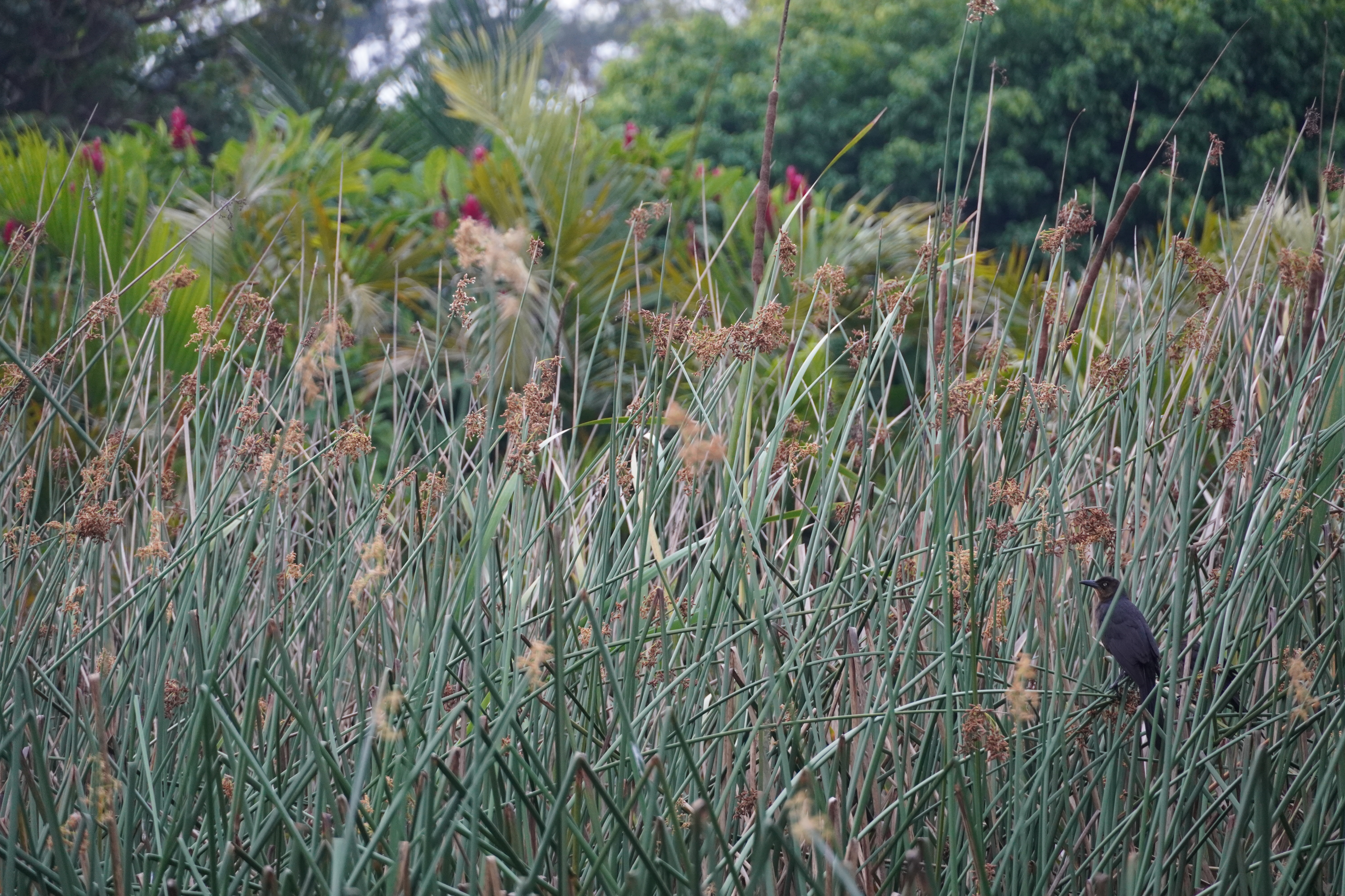 A wild field with tall grass and birds in Guatemala A wild field with tall grass and birds in Guatemala