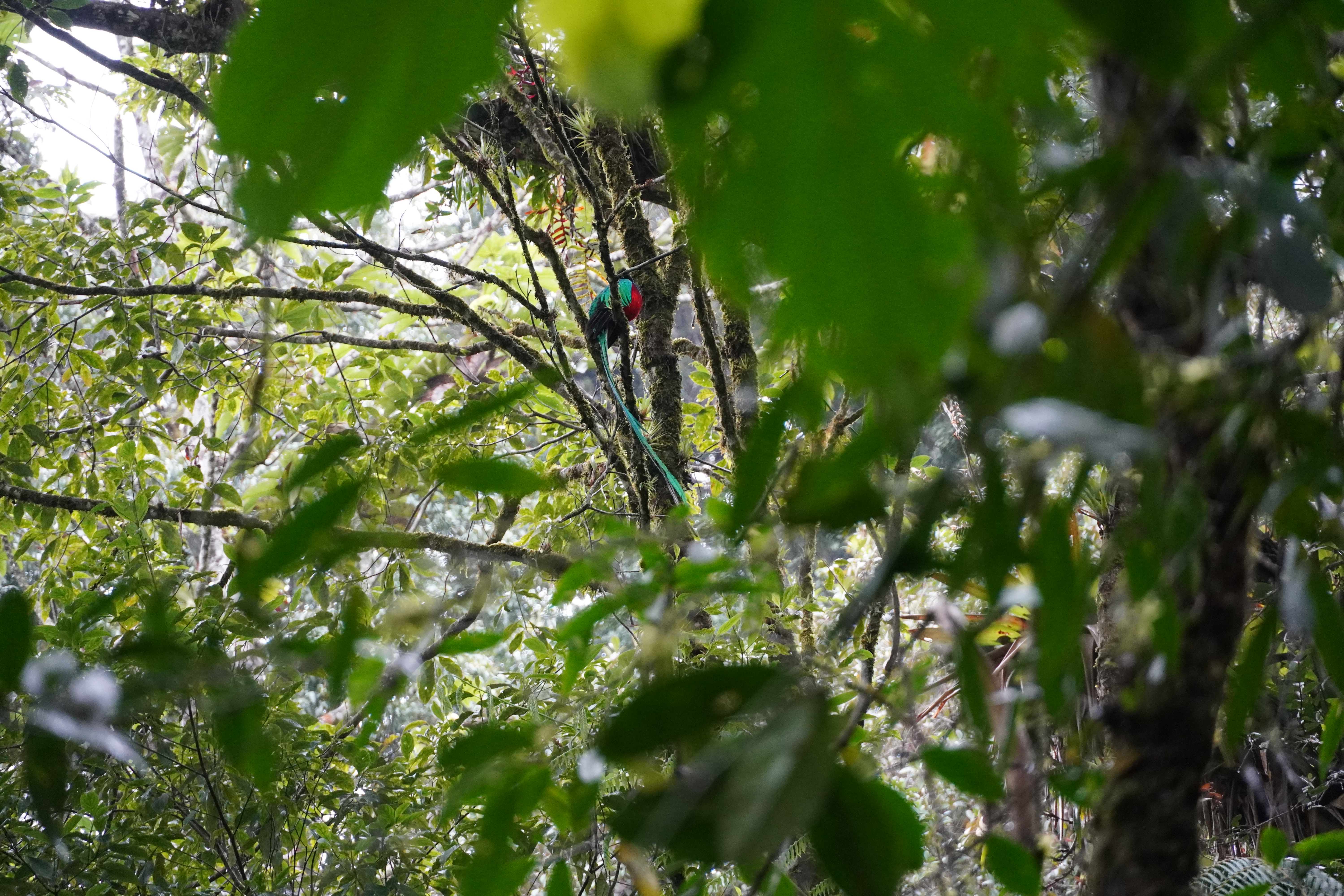 Guatemala's bird, the Queztal is in a tree in the jungle