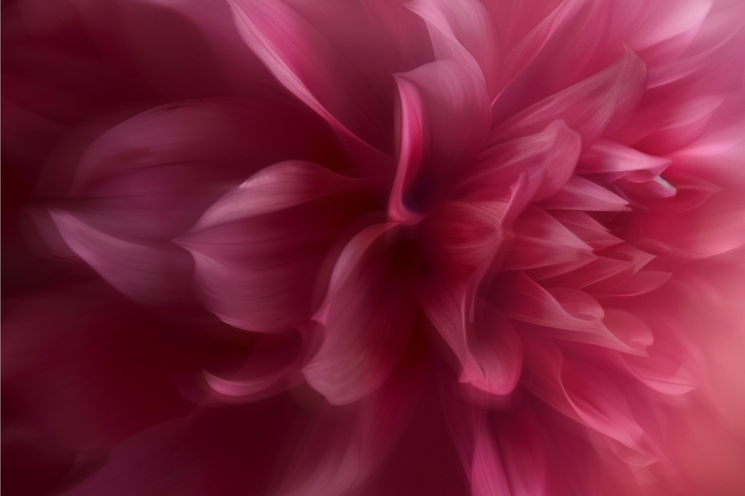 Soft pink peony petals in deep rose light