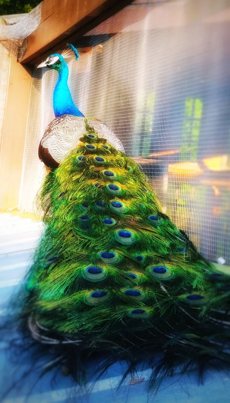 Peacock Peacock