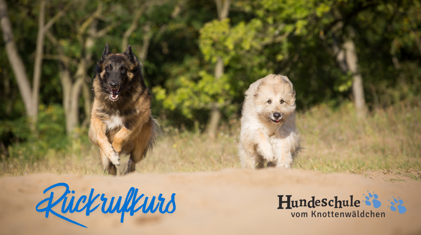 Zwei Hunde rennen beim Rückruftraining über einen Sandweg