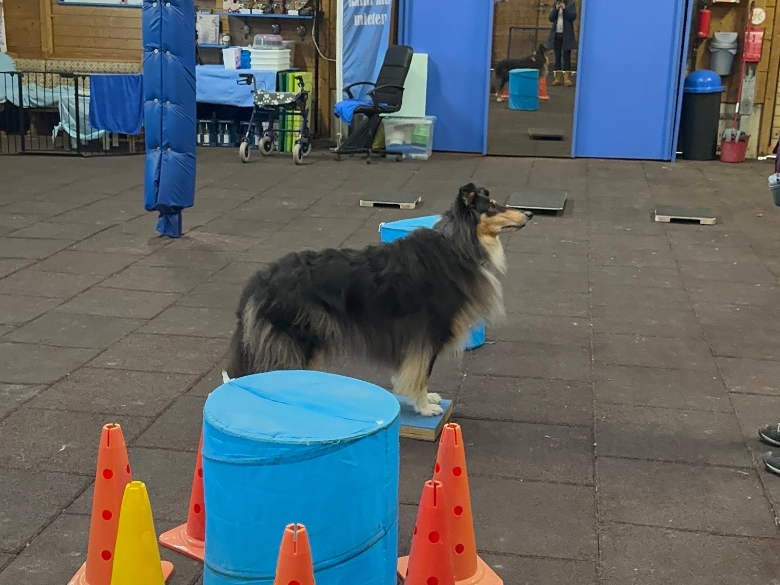 Collie steht bei der Hundefitness auf Balance-Pads in der Halle der Hundeschule vom Knottenwäldchen