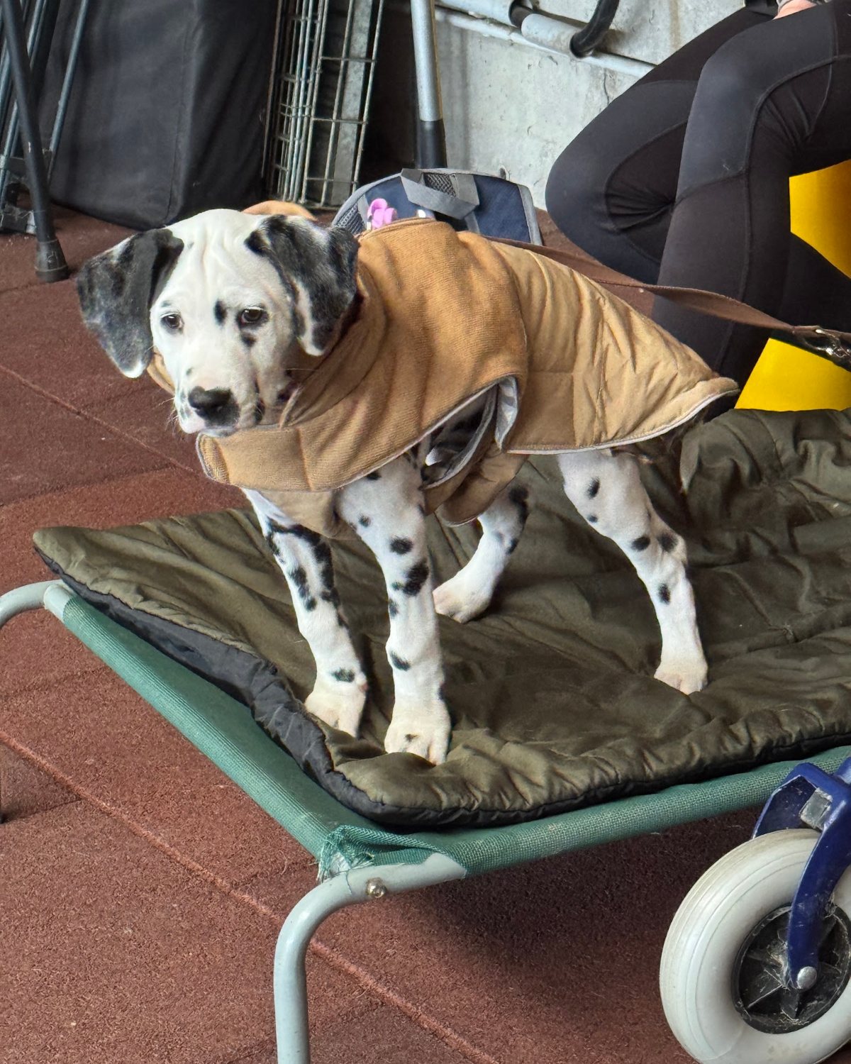 Dalmatiner-Welpe im Mantel übt auf einem Hundebett in der Halle der Hundeschule vom Knottenwäldchen in Hofheim-Langenhain