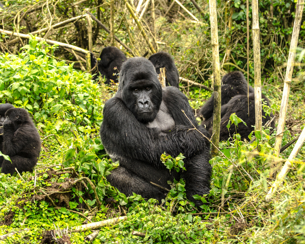 Luxury dining in the bush