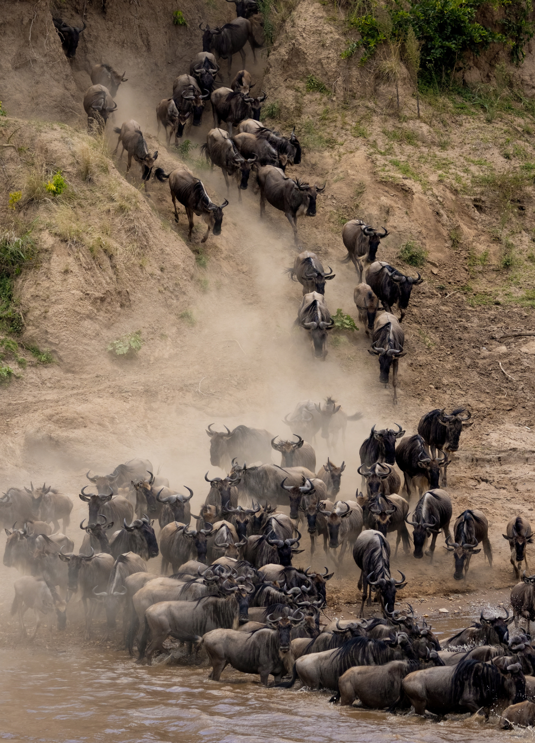 Wildebeest crossing the Mara River, Kenya