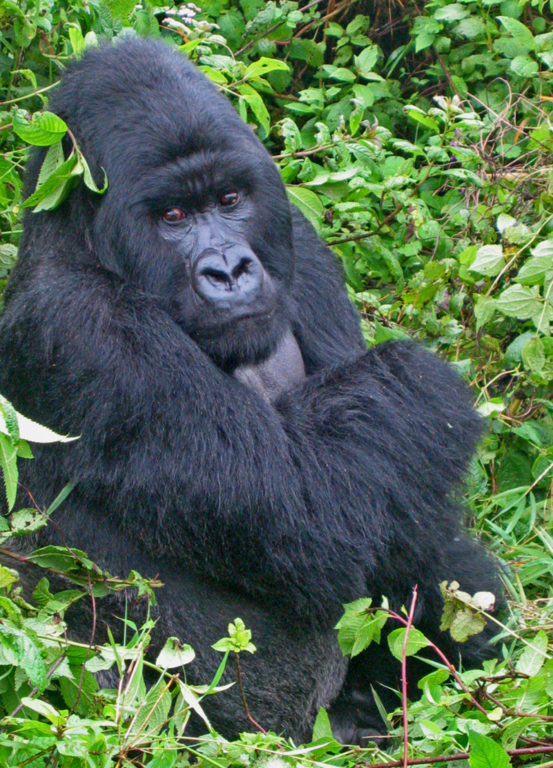 A silverback mountain gorilla in the Virunga mountains, Rwanda