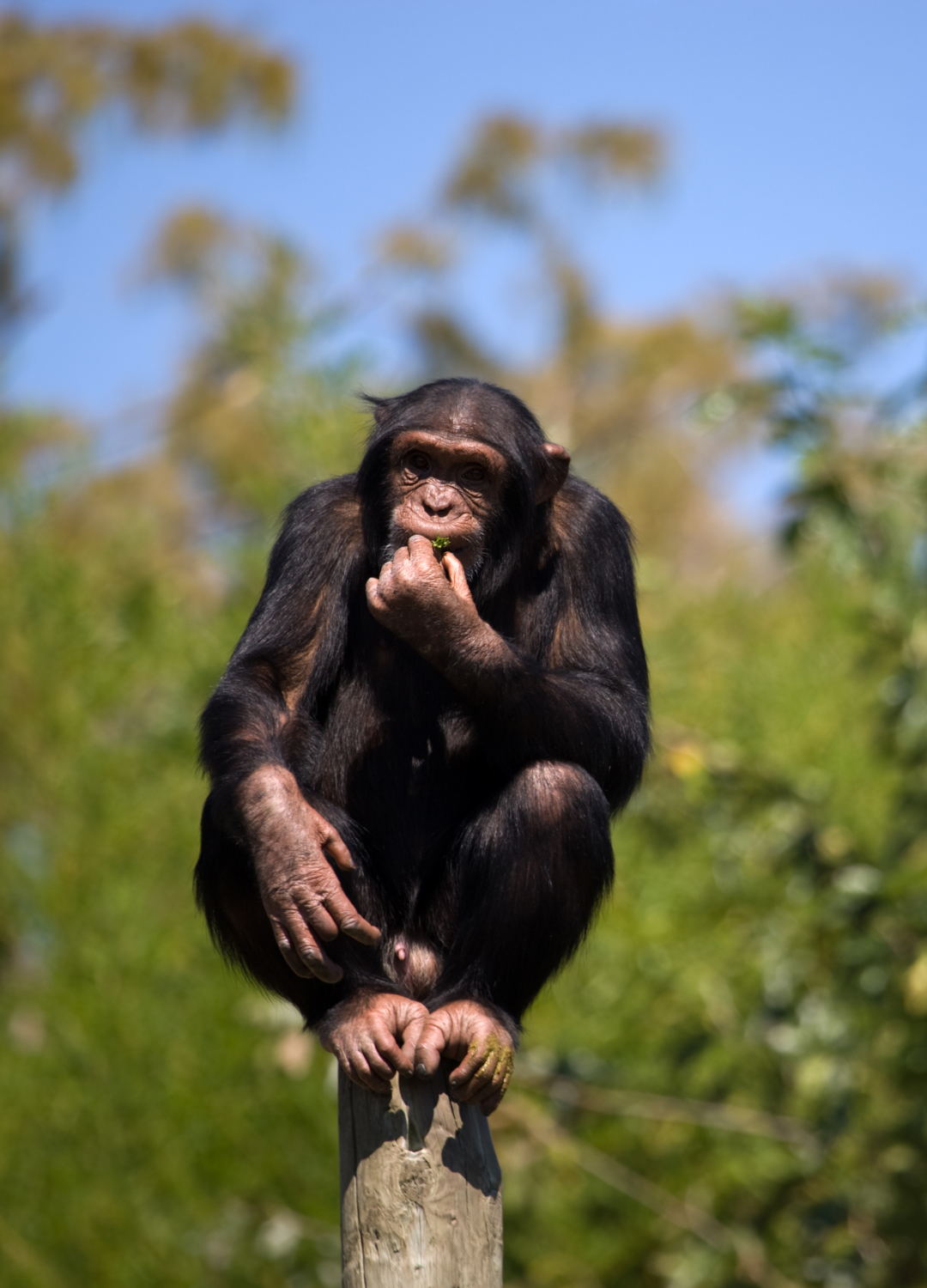 5 Days — Gorillas & Chimpanzees