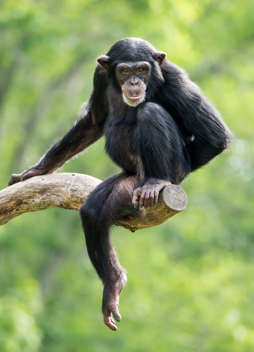 A chimpanzee in Nyungwe Forest, Rwanda