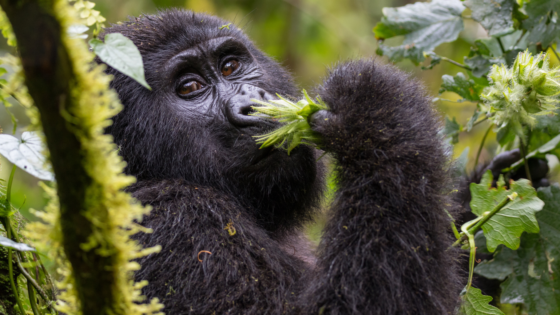 3 Days — Gorilla Trekking, Bwindi