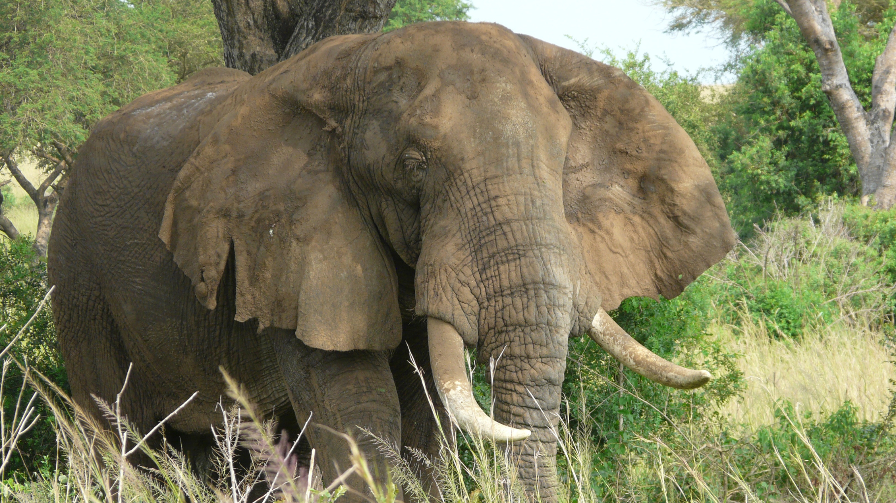 5 Days Murchison Falls & Budongo Forest Safari