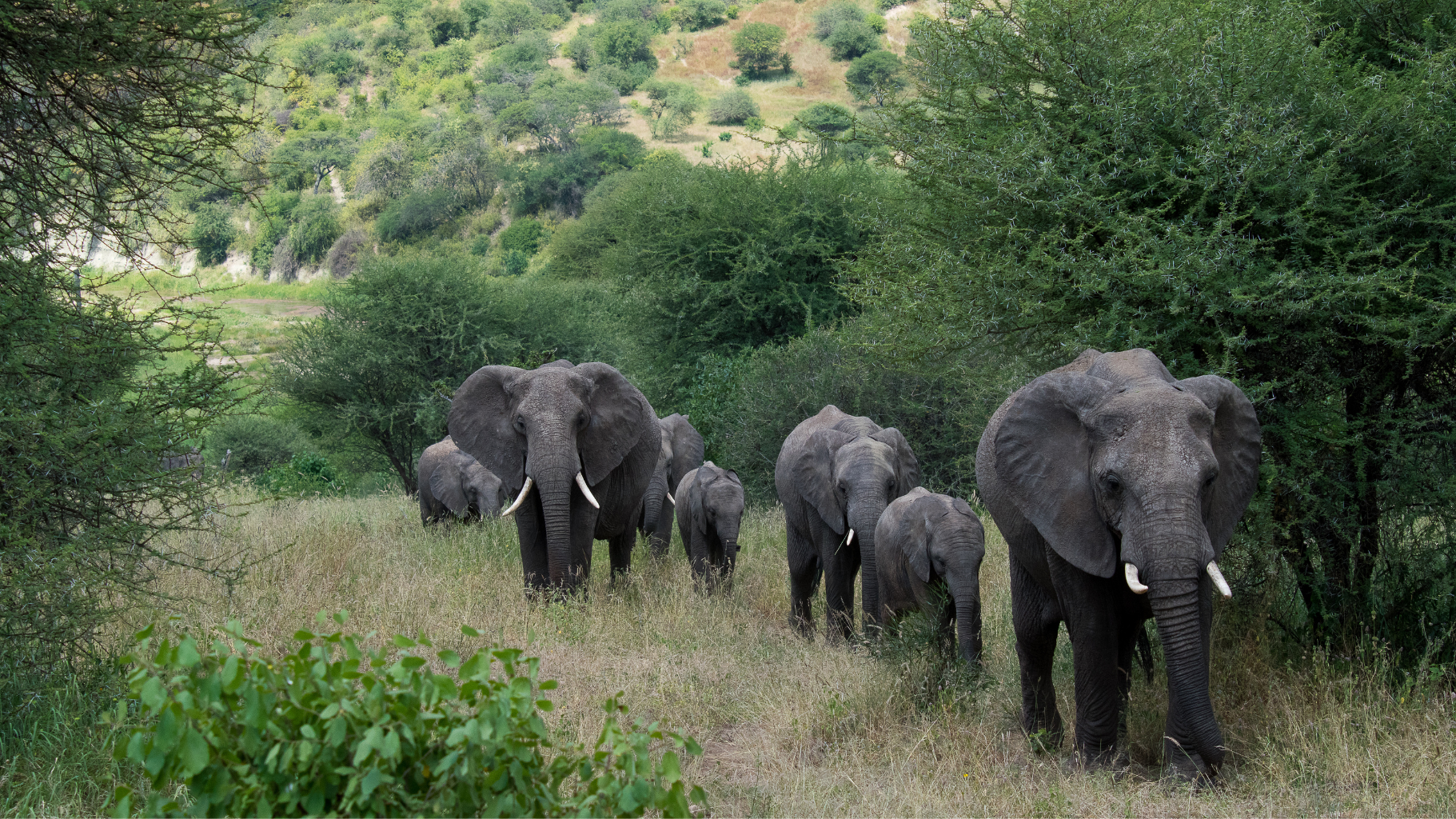 5 Days Serengeti and Tarangire Safari