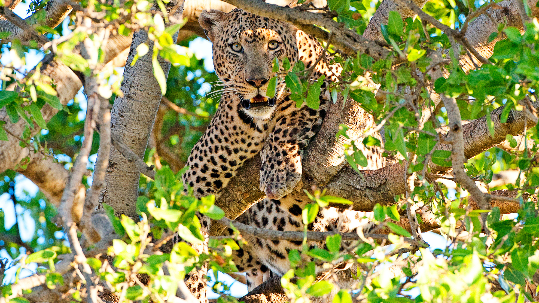 Suenos de Africa Tented Camp