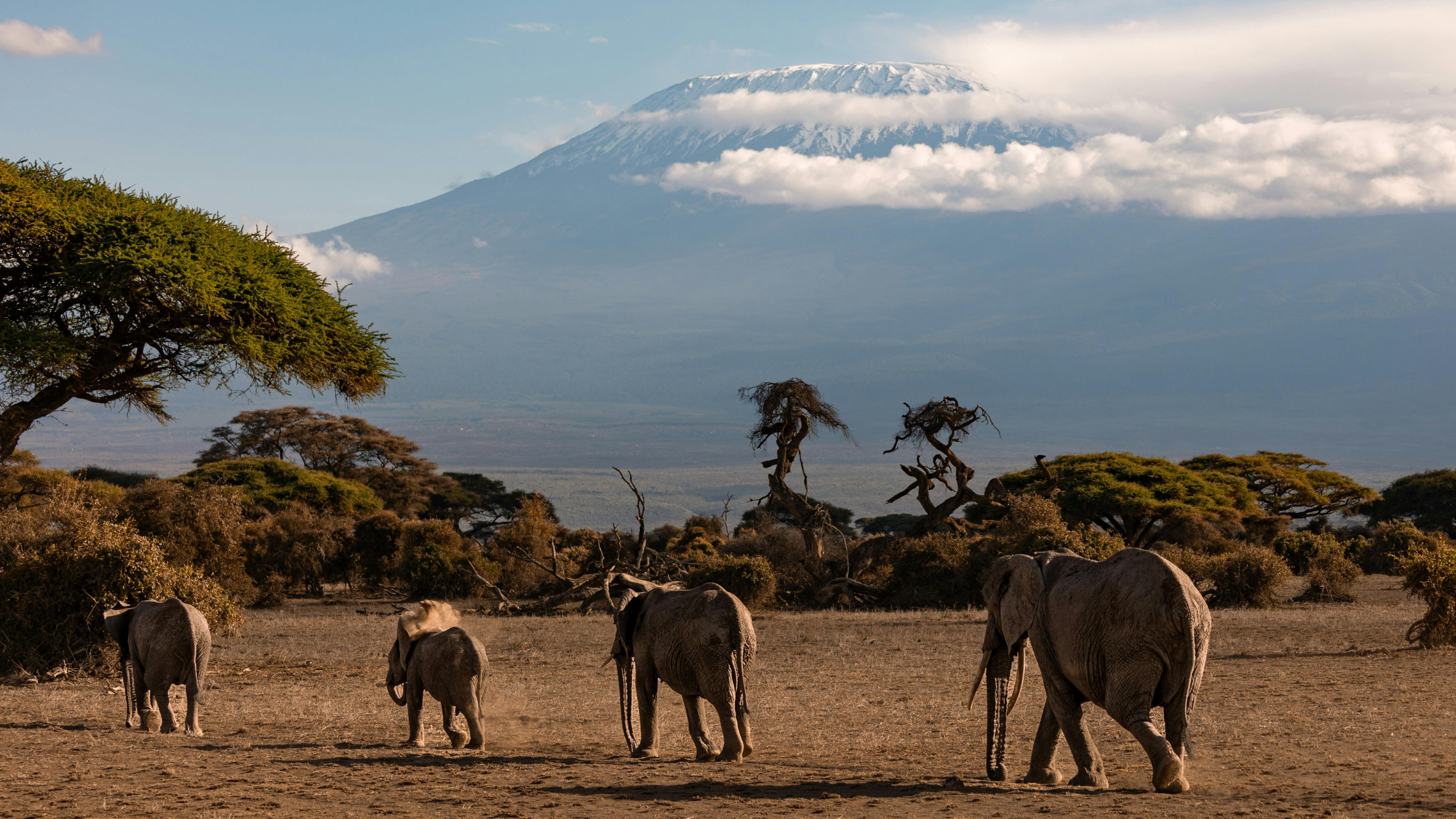 A herd of elephants crossing open savannah beneath a snow-capped Kilimanjaro at first light