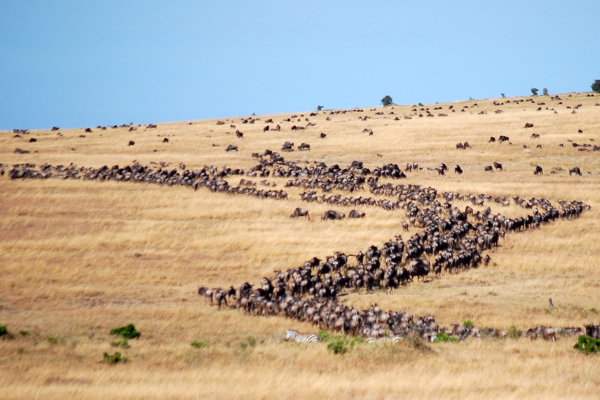 The great migration crossing the Serengeti plains, Tanzania