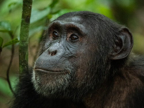 Portrait of a chimpanzee in Kibale National Park