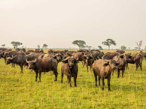 Herd of buffalo on the plains of Murchison Falls National Park