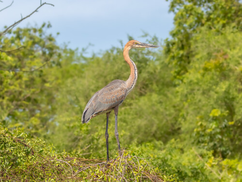 Goliath heron on the Nile Delta, Murchison Falls National Park