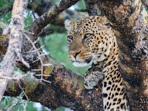 Leopard resting in the branches of a tree in the Central Serengeti