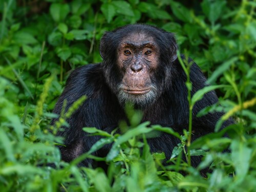 Chimpanzee among green foliage in Kibale Forest, Uganda