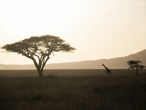 Giraffe beneath an acacia tree at dusk on the Serengeti plains