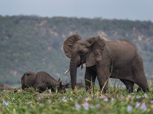 Elephants grazing in Murchison Falls National Park, Uganda