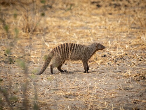 Banded mongoose in Tarangire National Park, Tanzania
