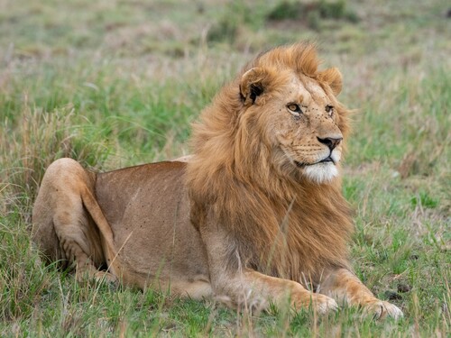 Male lion in the grass of the Northern Serengeti, Tanzania